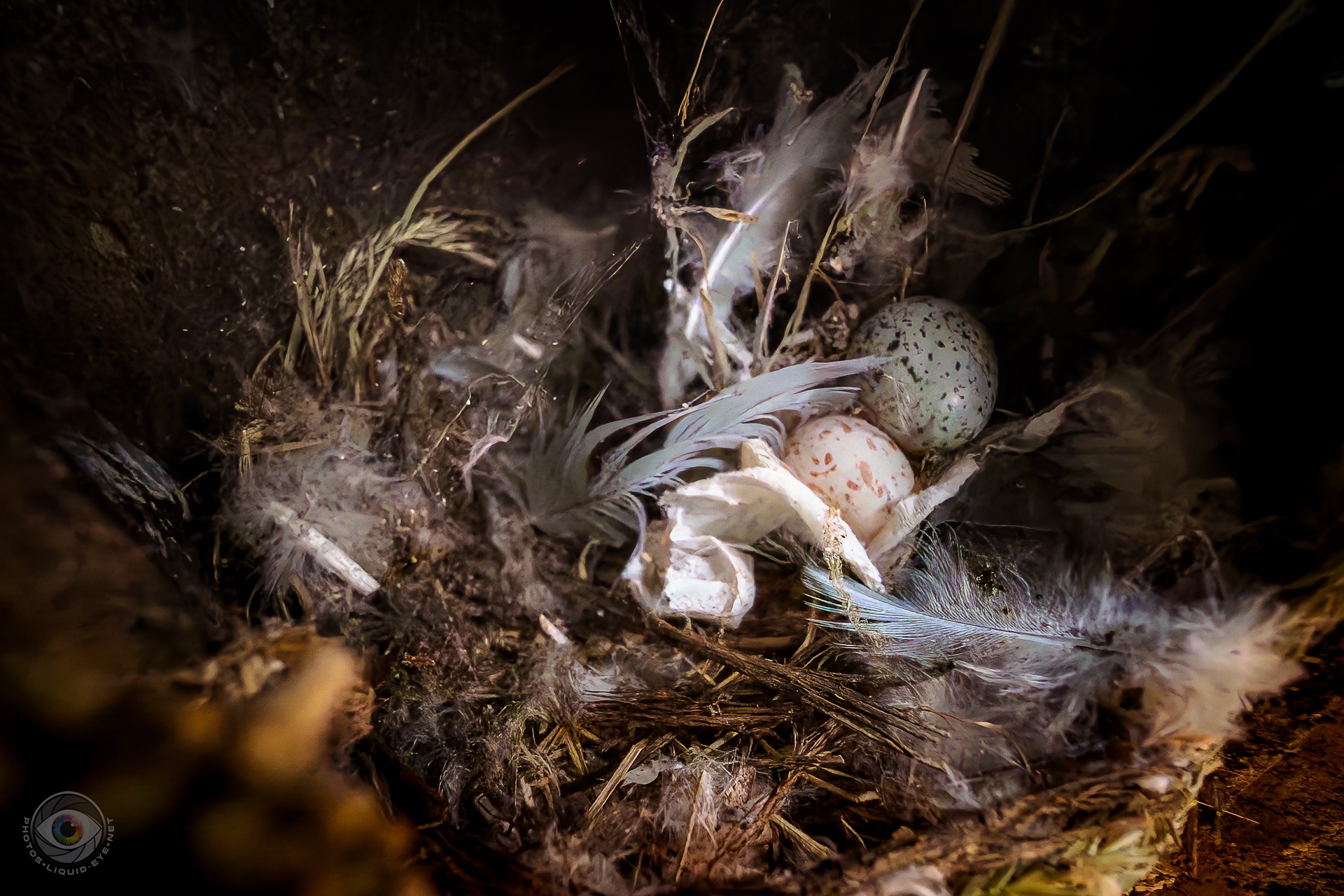 bird eggs