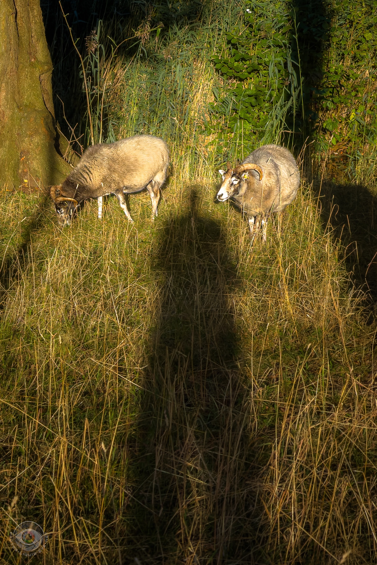 sheep