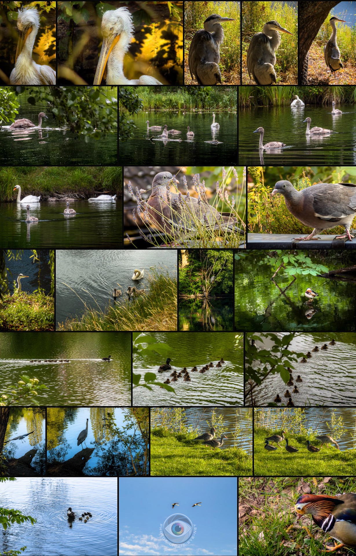 Birds